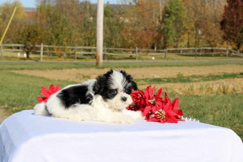 puppy, for, sale, Mal - Shi, Matthew B. Stoltzfus, dog, breeder, Gap, PA, dog-breeder, puppy-for-sale, forsale, nearby, find, puppyfind, locator, puppylocator, aca